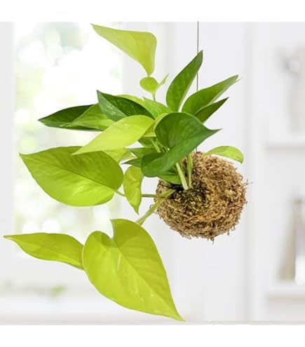 【専用】リプサリス✳︎さま Amazon｜リプサリス 9種類から選べる サボテン 多肉植物 3号